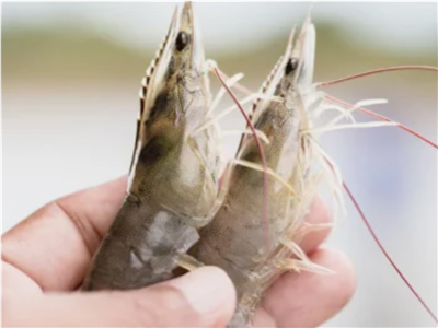 Kỹ Thuật Nuôi Tôm Nước Ngọt